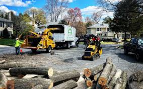 Trusted Nederland, TX Tree Services Experts