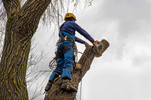 How Our Tree Care Process Works  in  Nederland, TX